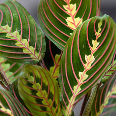 maranta bigode de gato