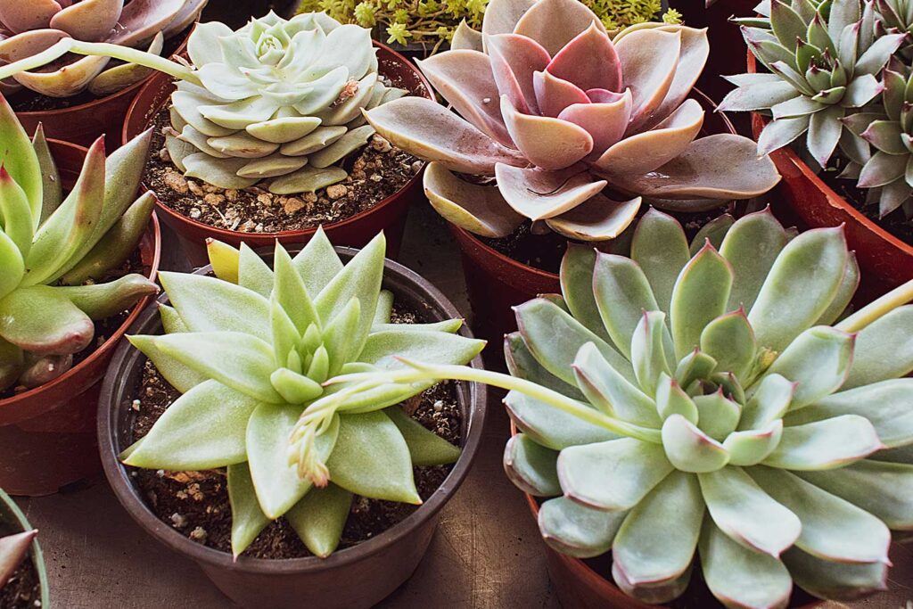 Como cultivar suculentas em casa