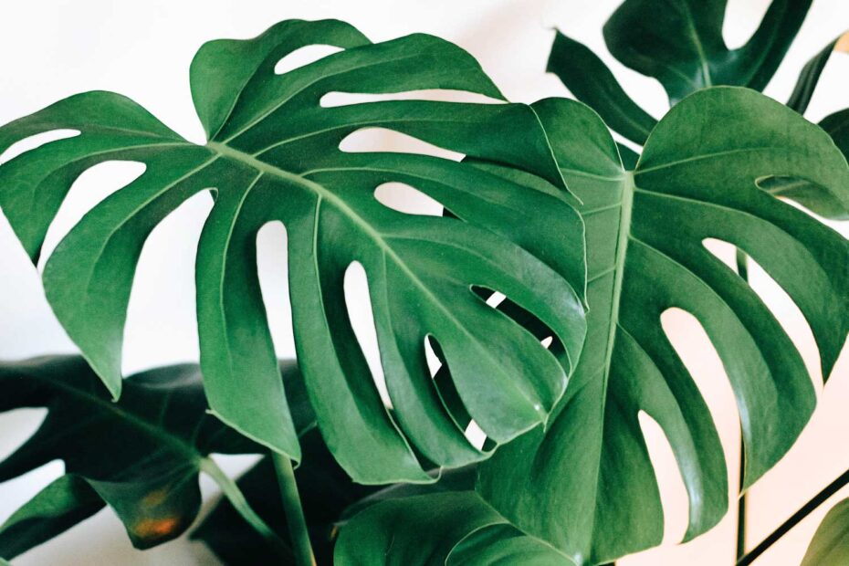 Monstera deliciosa, planta Costela de Adão