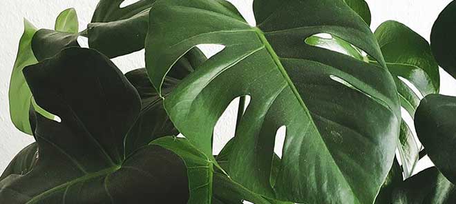 Costela de Adão - Monstera deliciosa - como cuidar