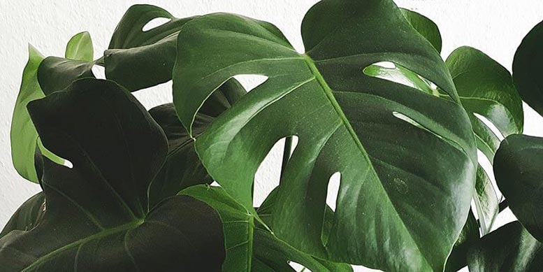 Costela de Adão - Monstera deliciosa - como cuidar