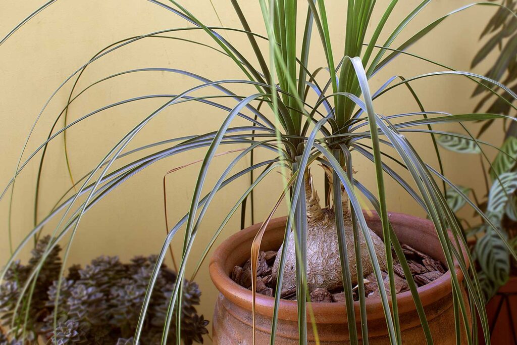 Pata de Elefante – Aprenda a forma correta de cuidar