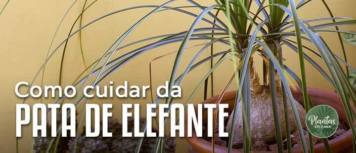 Aprenda a cuidar da Pata de Elefante