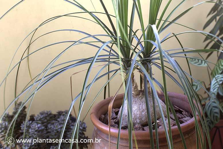 Pata-de-elefante em vaso - Beaucarnea-recurvata