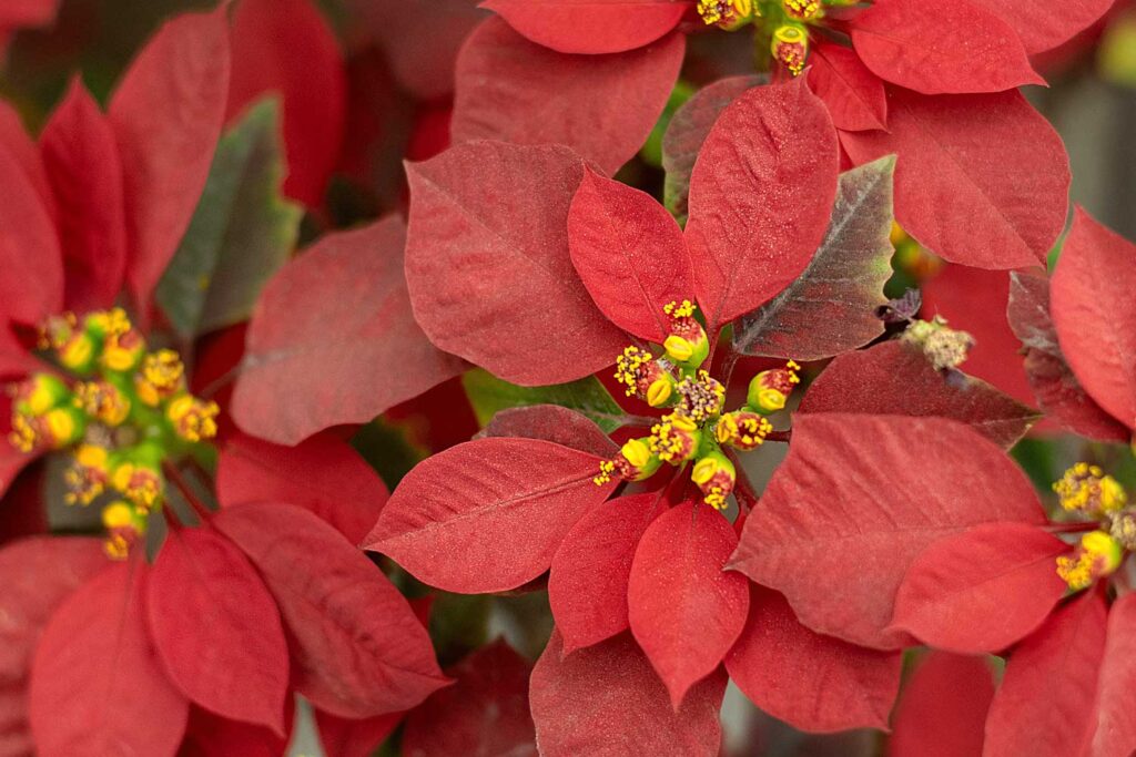 Poinsétia – Planta Bico de Papagaio Como cuidar