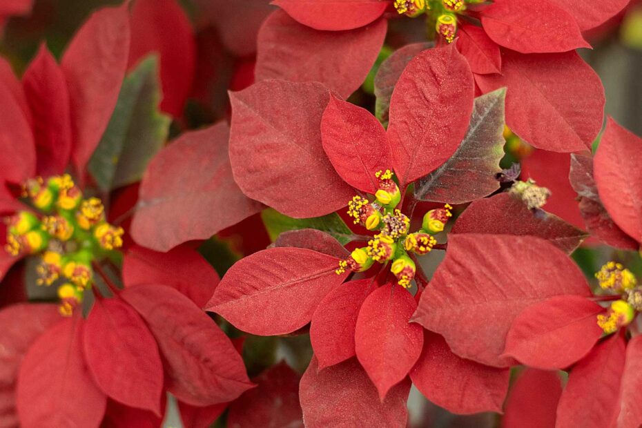Poinsetia - Planta Bico de Papagaio