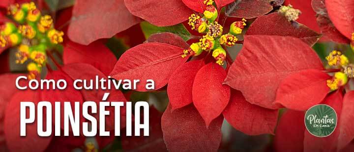 Aprenda a cuidar da Poinsétia Planta Papagaio