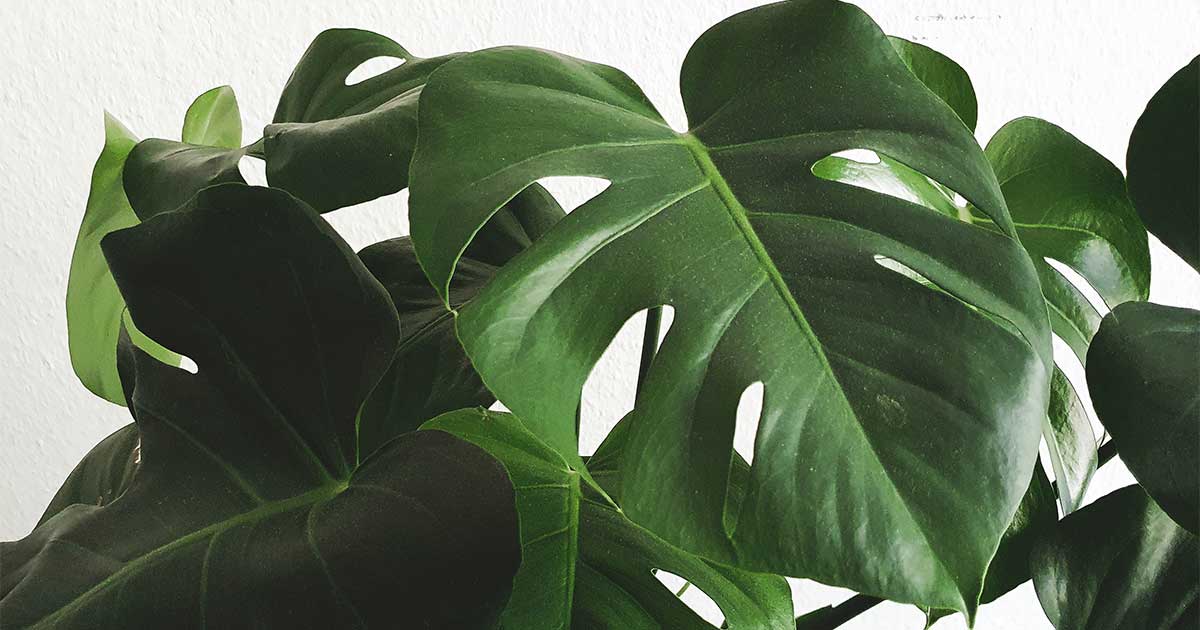 Costela de Adão / Monstera deliciosa - Como cultivar em casa