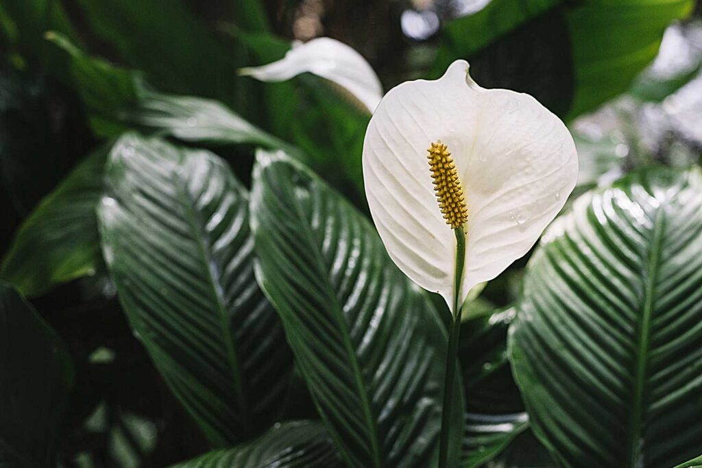 Lírio da Paz | Spathiphyllum | Como cuidar e cultivar