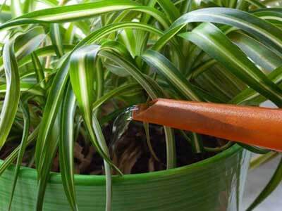 como regar plantas em vasos - Blog Plantas em Casa