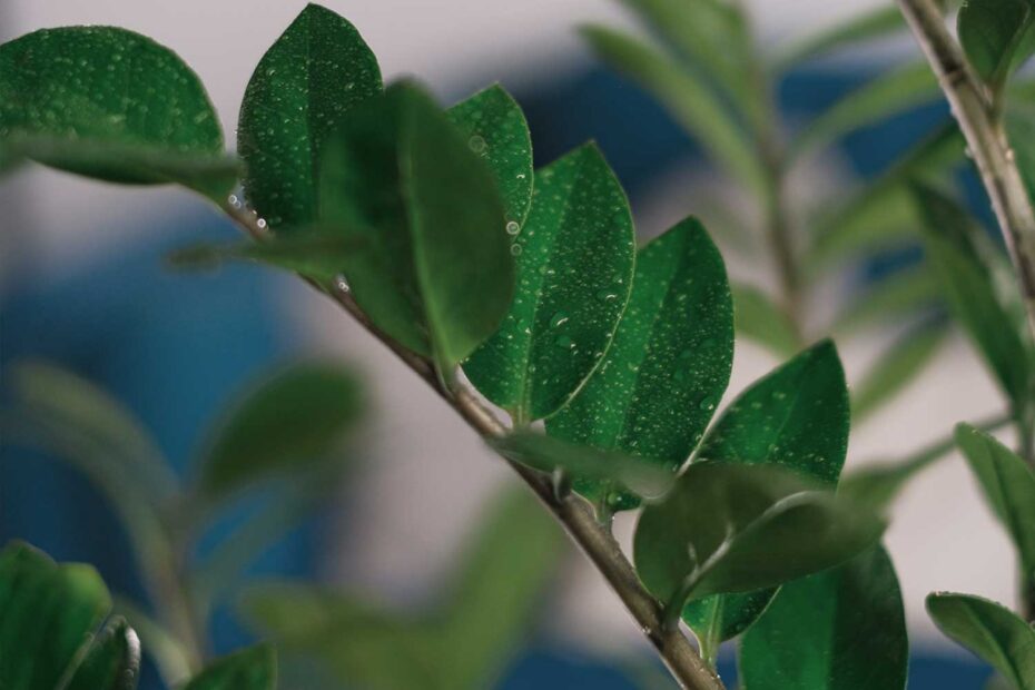 zamioculcas