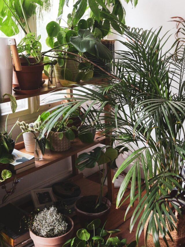 7 Plantas para você ter uma Selva em Casa