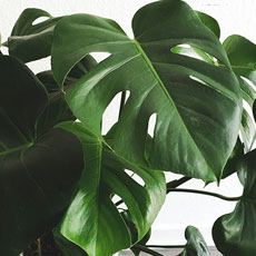 Costela de AdĂŁo - Monstera deliciosa
