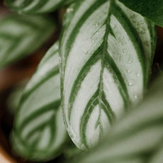 Maranta Cinza
