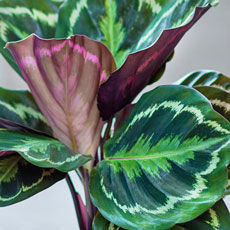 maranta medalhĂŁo