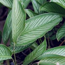 maranta riscada