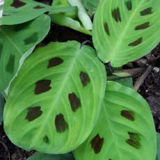 maranta barriga de sapo