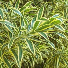 Pleomele variegata