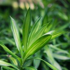 Pleomele verde