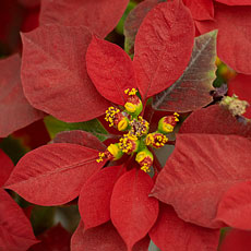 Poinsetia Planta Papagaio