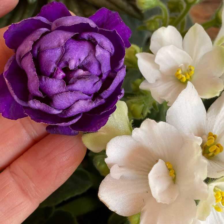 Como cuidar das Violetas e tê-las saudáveis e floridas