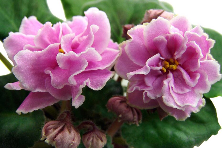 Violeta africana