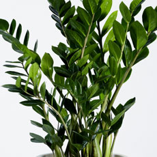 Zamioculca