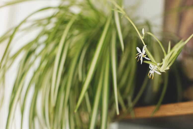 Clorofito com flor na ponta da haste