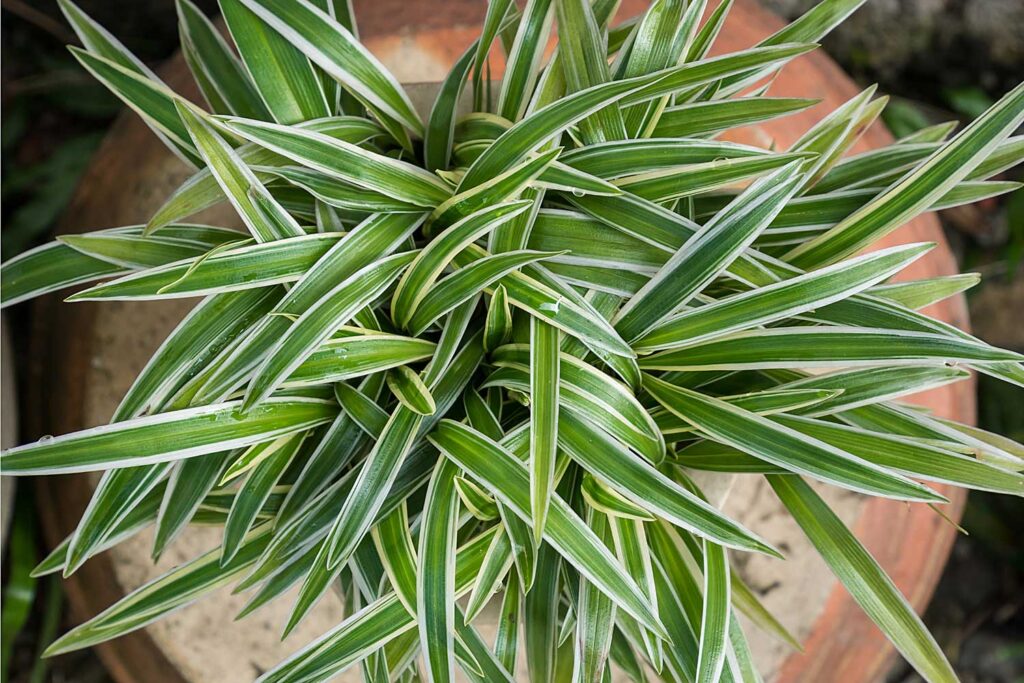 Clorofito | Aprenda a Cultivar e Cuidar