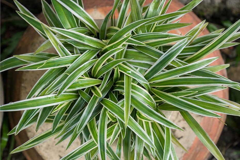 Clorofito ou planta Gravatinha