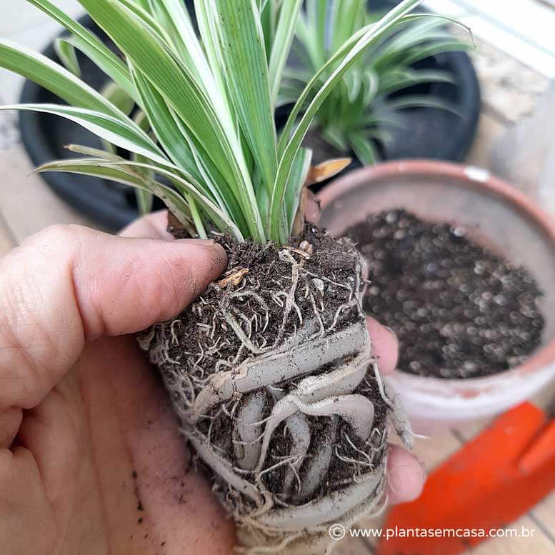 Clorofito e suas raízes suculentas