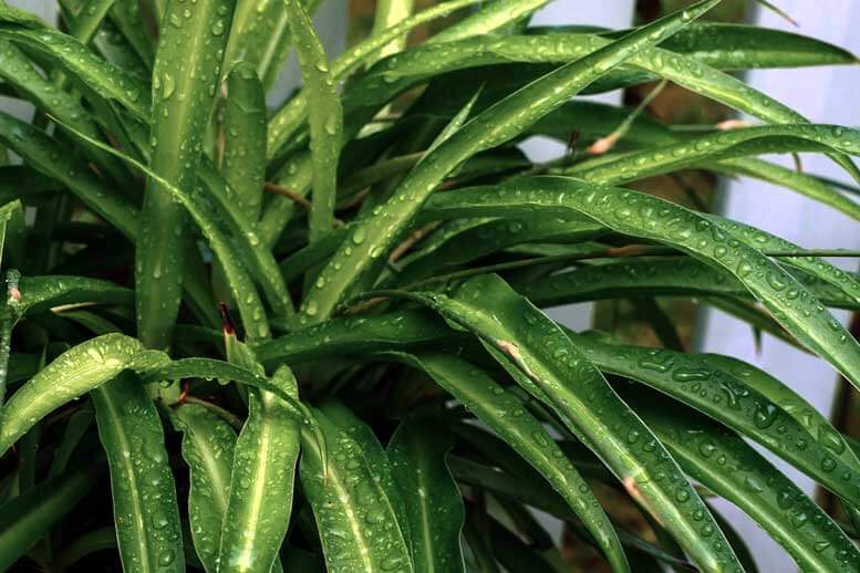 Clorofito verde