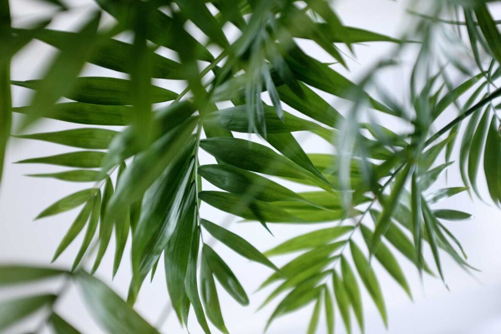 Como cuidar da Palmeira Chamaedorea elegans, a Palmeira Bambu