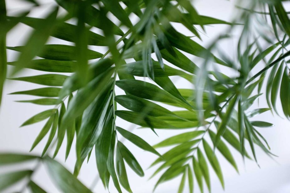 como cuidar da palmeira Chamaedorea elegans