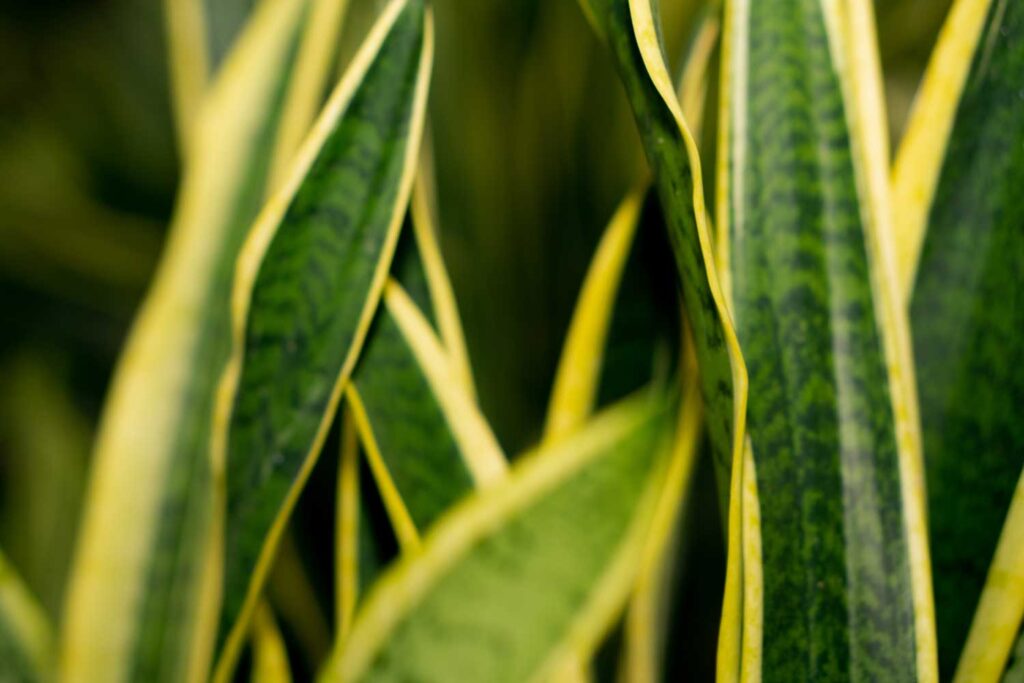 Como cuidar da Espada de São Jorge | Sansevieria trifasciata
