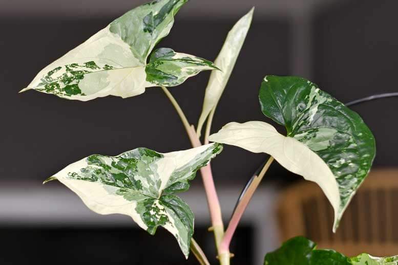 Singônio 🌿 Como cuidar da planta Cabeça de flecha [2023]