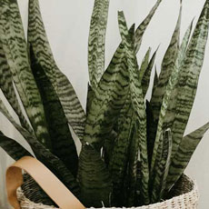 Sansevieria trifasciata Espada de SĂŁo Jorge