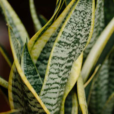 Sansevieria trifasciata Espada-de-SĂŁo-Jorge variegada