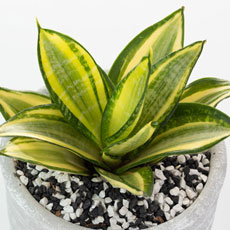Espadinha dourada - Sansevieria trifasciata Prain 'Hahnii Golden"