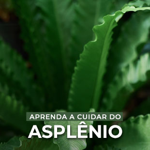 Asplênio