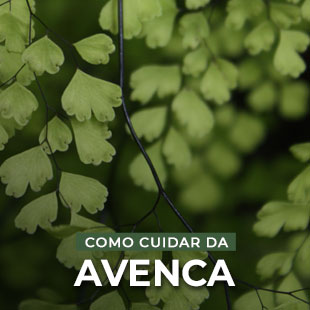 Avenca