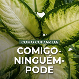 Planta Comigo-ninguem-pode Diefembachia