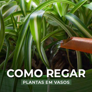 Como regar plantas em vasos