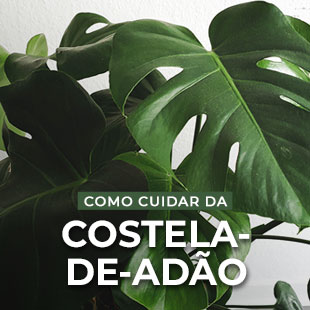 Costela-de-Adão Monstera deliciosa