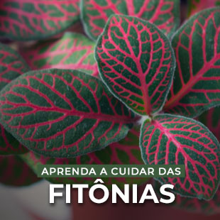 Fitonia