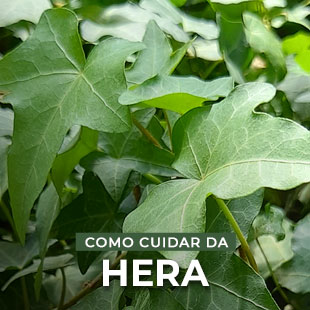 Hedera helix Planta Hera