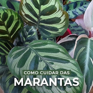 Marantas