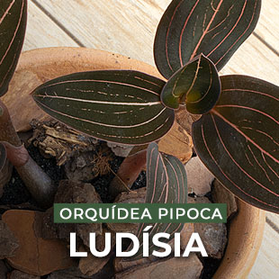Ludísia Orquídea Pipoca