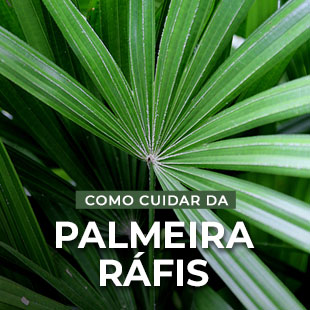 Palmeira Ráfis