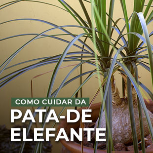 Planta Pata-de-elefante